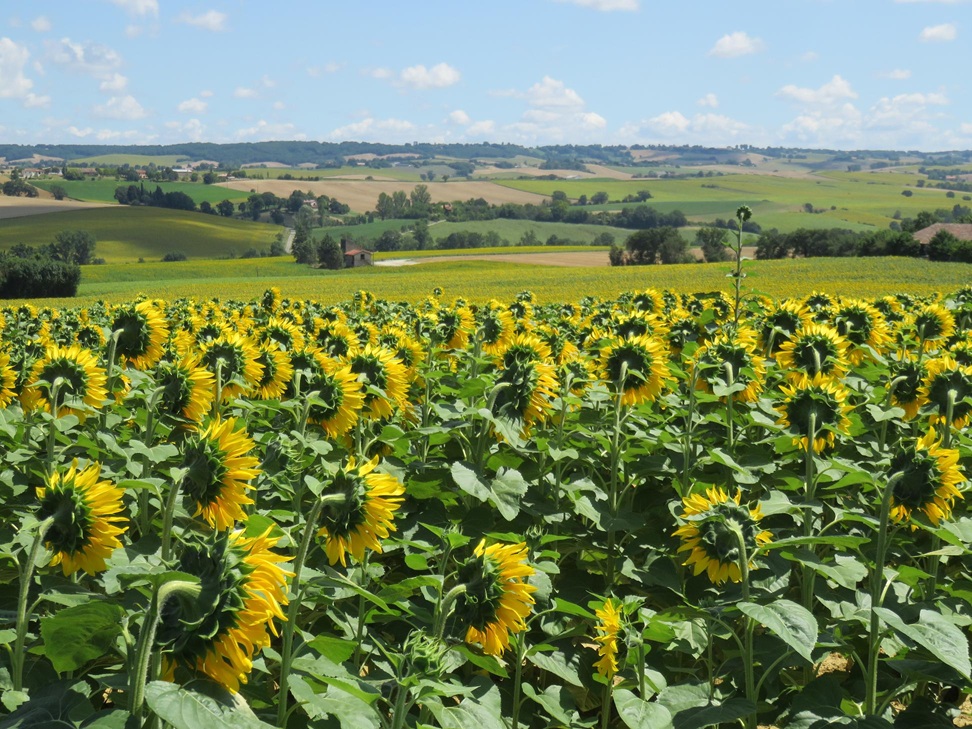 Back to basics image of sunflowers